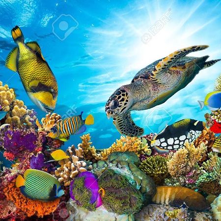 L'Ocean Bleu Des Anses Daire Fond Fleury Dış mekan fotoğraf